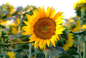 sonnenblume